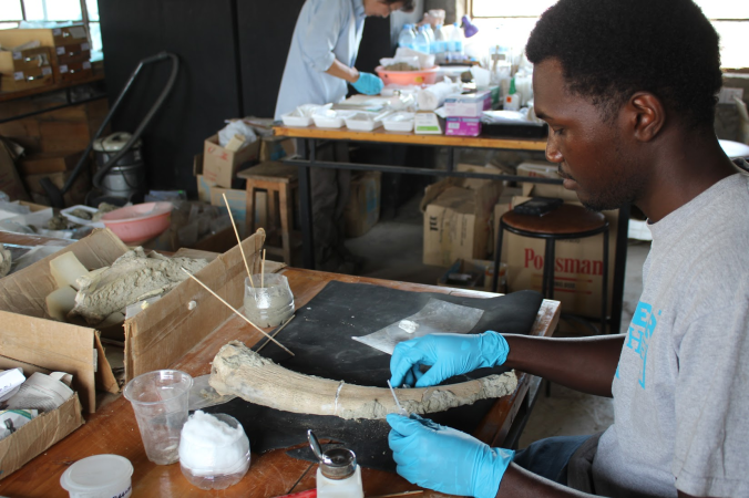 A Tanzanian student in the Laetoli Lab working on a horn core. Photo courtesy of OGAP.